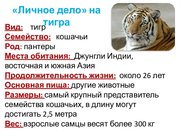 «Личное дело» на тигра Вид: тигр Семейство: кошачьи Род: пантеры