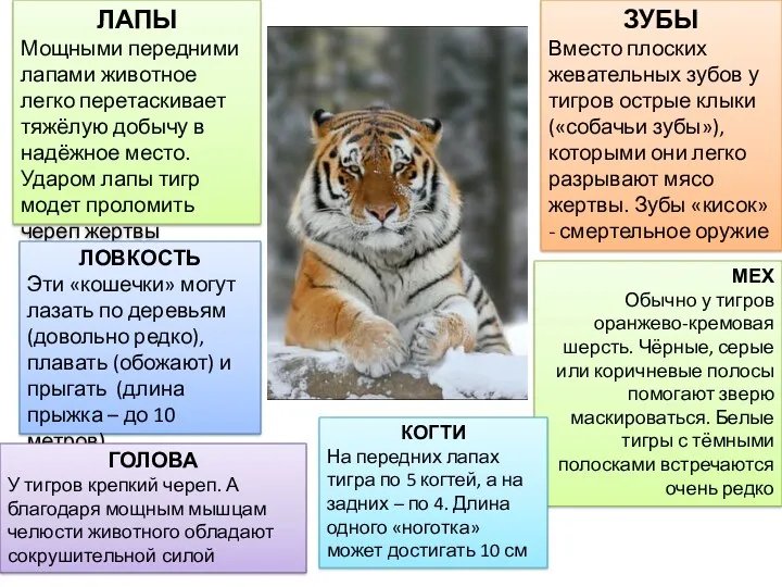 ЛАПЫ Мощными передними лапами животное легко перетаскивает тяжёлую добычу в