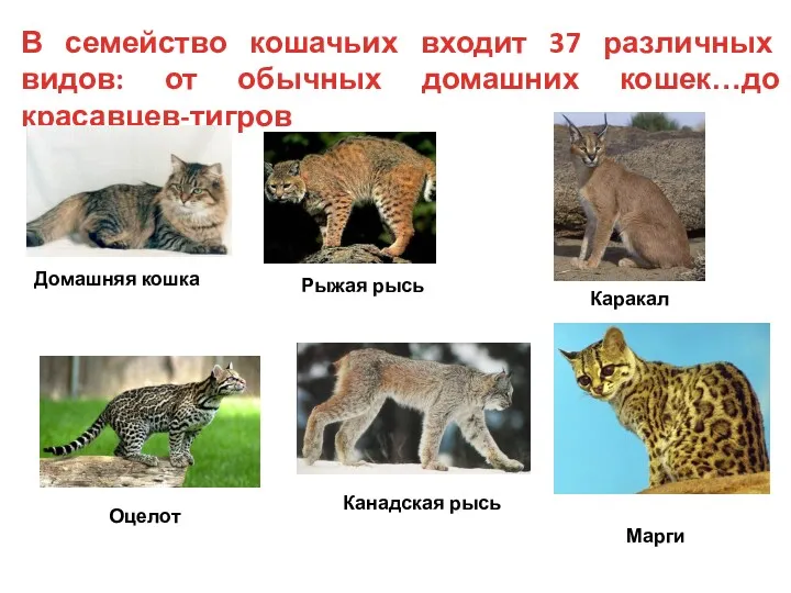 В семейство кошачьих входит 37 различных видов: от обычных домашних