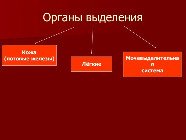 Органы выделения Кожа (потовые железы) Лёгкие Мочевыделительная система