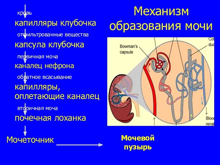 Механизм образования мочи кровь капилляры клубочка отфильтрованные вещества капсула клубочка первичная моча каналец