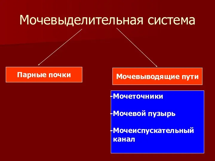 Мочевыделительная система Парные почки Мочевыводящие пути Мочеточники Мочевой пузырь Мочеиспускательный канал