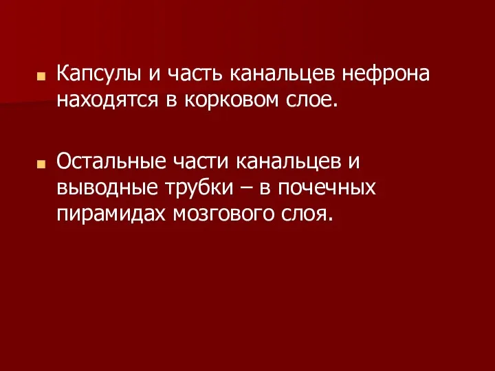 Капсулы и часть канальцев нефрона находятся в корковом слое. Остальные части канальцев и