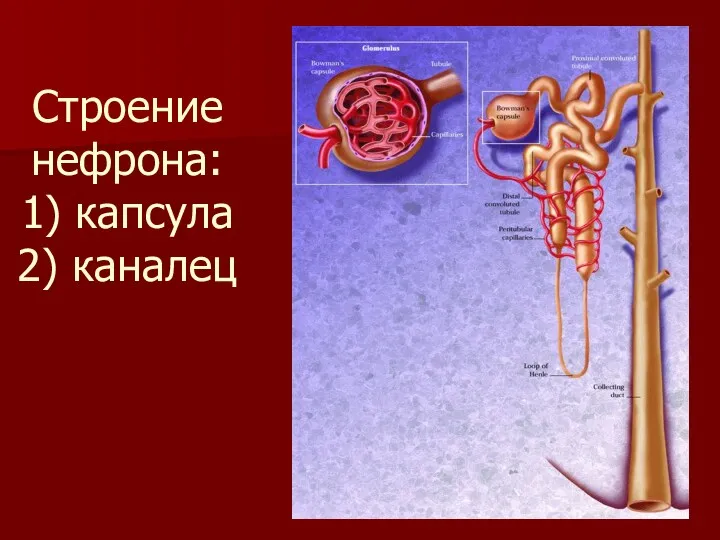 Строение нефрона: 1) капсула 2) каналец