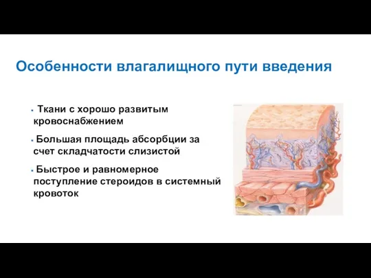 Особенности влагалищного пути введения Ткани с хорошо развитым кровоснабжением Большая