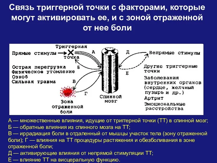 Связь триггерной точки с факторами, которые могут активировать ее, и