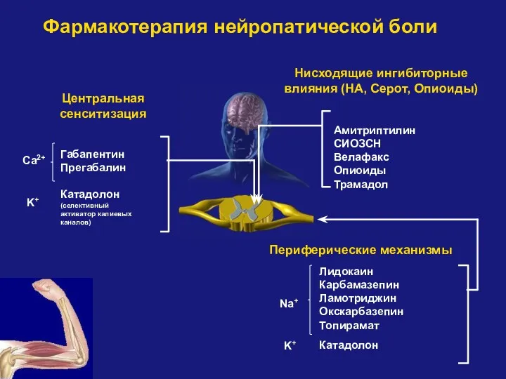 Фармакотерапия нейропатической боли Амитриптилин СИОЗСН Велафакс Опиоиды Трамадол Нисходящие ингибиторные