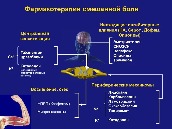Фармакотерапия смешанной боли Амитриптилин СИОЗСН Велафакс Опиоиды Трамадол Нисходящие ингибиторные влияния (НА, Серот.,