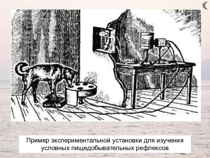 Пример экспериментальной установки для изучения условных пищедобывательных рефлексов