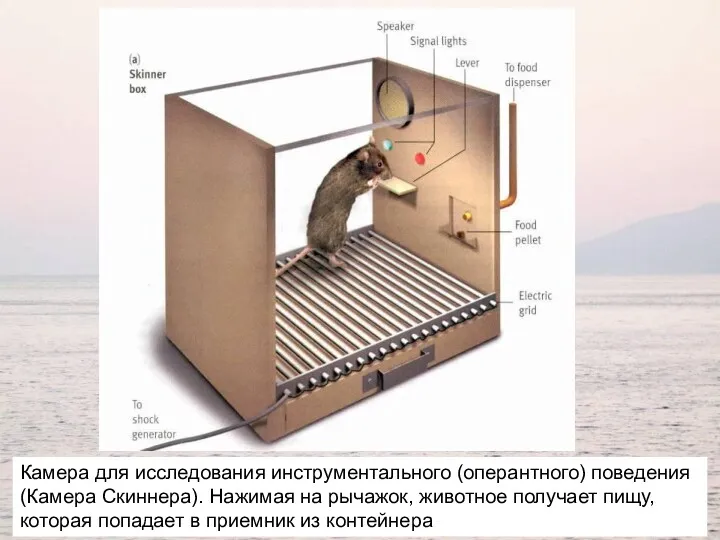 Камера для исследования инструментального (оперантного) поведения (Камера Скиннера). Нажимая на