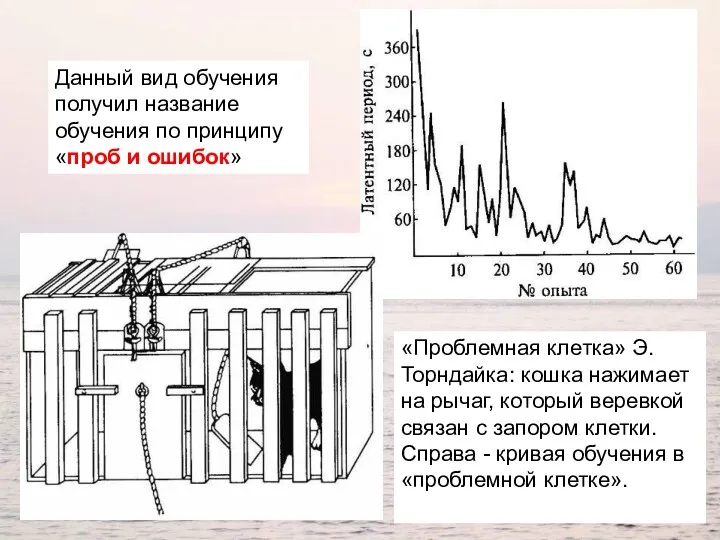 «Проблемная клетка» Э.Торндайка: кошка нажимает на рычаг, который веревкой связан