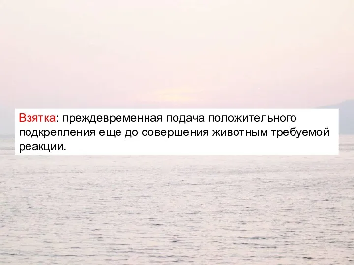 Взятка: преждевременная подача положительного подкрепления еще до совершения животным требуемой реакции.