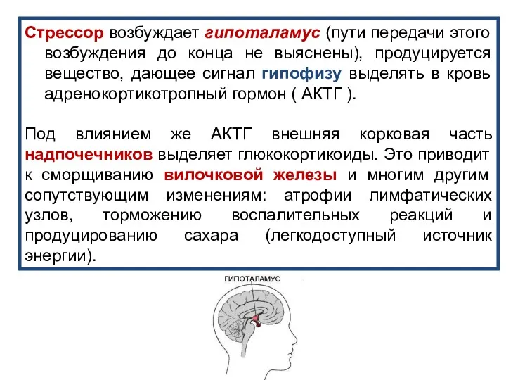 Стрессор возбуждает гипоталамус (пути передачи этого возбуждения до конца не