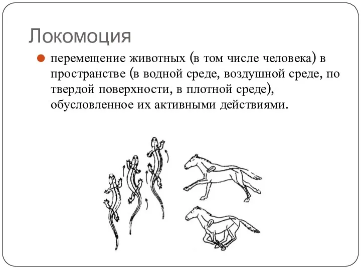 Локомоция перемещение животных (в том числе человека) в пространстве (в