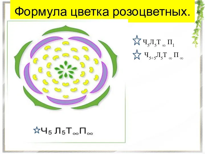 Формула цветка розоцветных. Ч5Л5Т ∞ П1 Ч5+5Л5Т ∞ П ∞