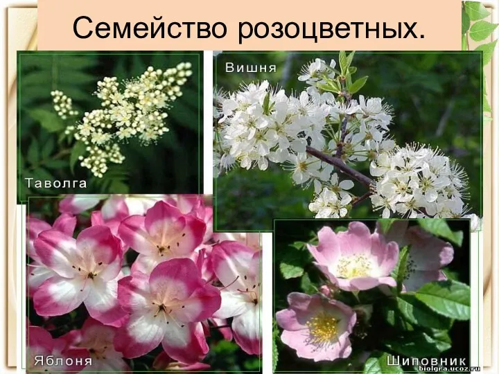 Семейство розоцветных.