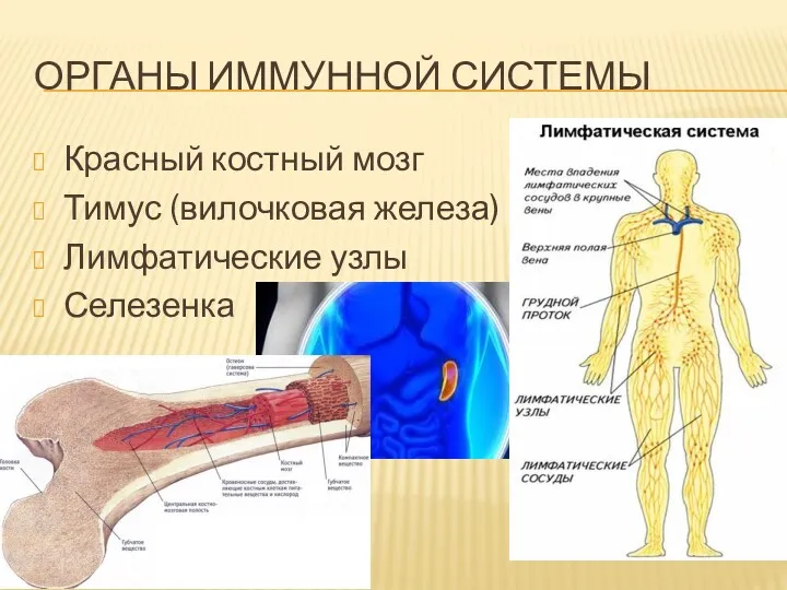 ОРГАНЫ ИММУННОЙ СИСТЕМЫ Красный костный мозг Тимус (вилочковая железа) Лимфатические узлы Селезенка