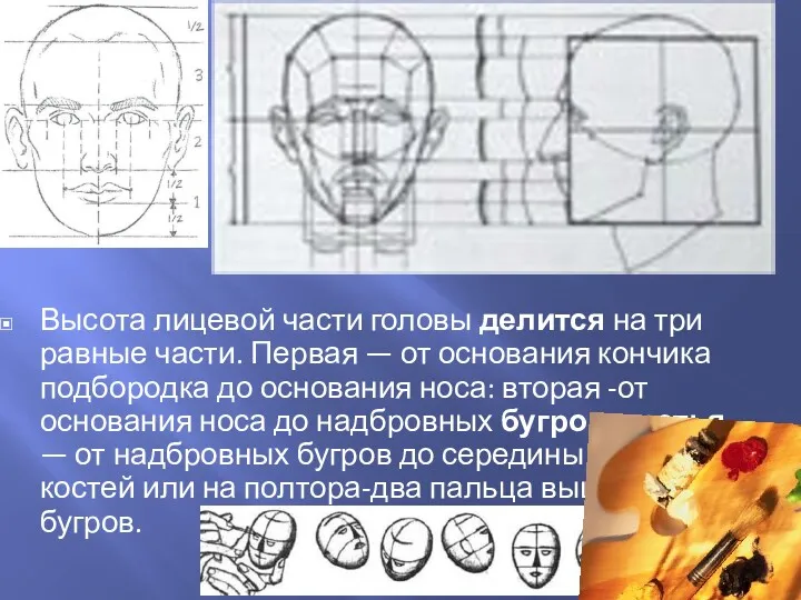 Высота лицевой части головы делится на три равные части. Пер­вая