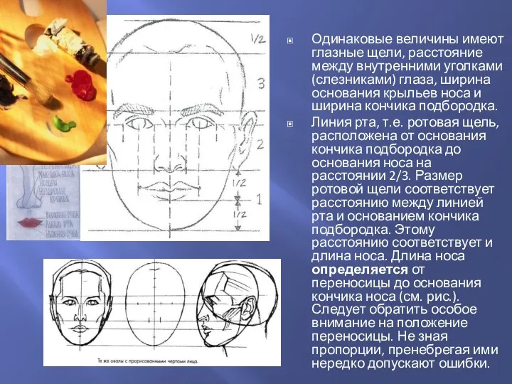 Одинаковые величины имеют глазные щели, расстояние между внутренними уголками (слезниками)