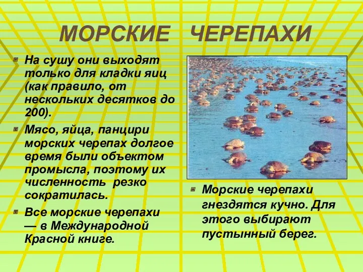 МОРСКИЕ ЧЕРЕПАХИ На сушу они выходят только для кладки яиц