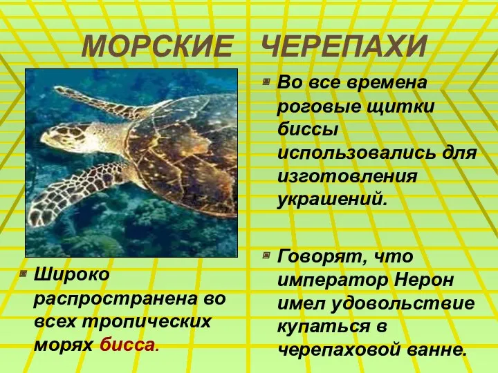 МОРСКИЕ ЧЕРЕПАХИ Широко распространена во всех тропических морях бисса. Во