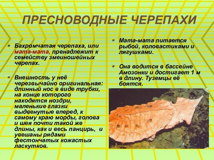 ПРЕСНОВОДНЫЕ ЧЕРЕПАХИ Бахромчатая черепаха, или мата-мата, пренадлежит к семейству змеиношейных