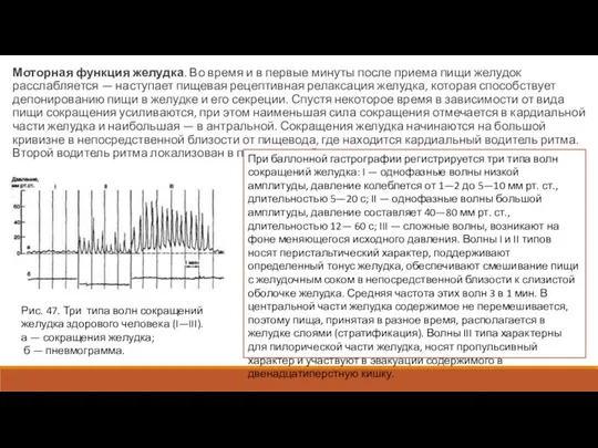 Моторная функция желудка. Во время и в первые минуты после