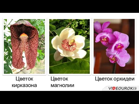 Цветок кирказона Цветок магнолии Цветок орхидеи