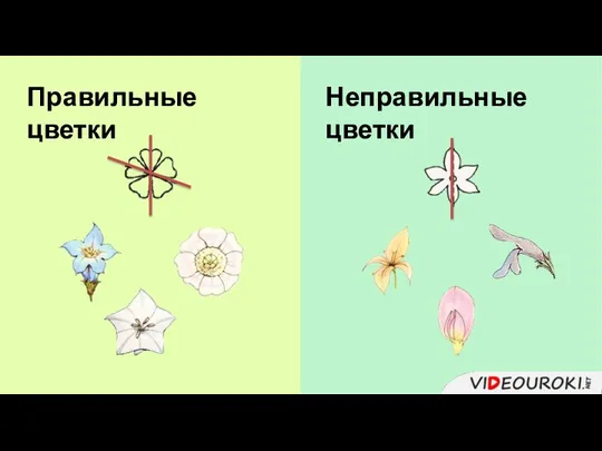 Правильные цветки Неправильные цветки