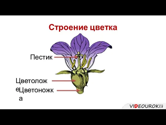 Строение цветка Цветоножка Цветоложе Пестик