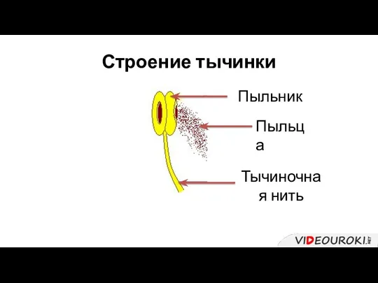 Строение тычинки Тычиночная нить Пыльца Пыльник