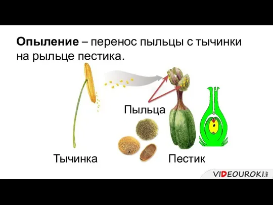 Опыление – перенос пыльцы с тычинки на рыльце пестика. Пыльца Тычинка Пестик