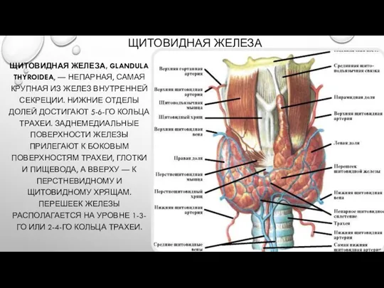 ЩИТОВИДНАЯ ЖЕЛЕЗА ЩИТОВИДНАЯ ЖЕЛЕЗА, GLANDULA THYROIDEA, — НЕПАРНАЯ, САМАЯ КРУПНАЯ