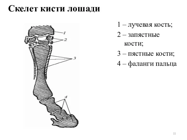 Скелет кисти лошади 1 – лучевая кость; 2 – запястные