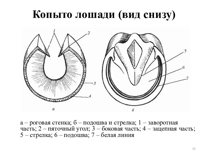 Копыто лошади (вид снизу) а – роговая стенка; б –