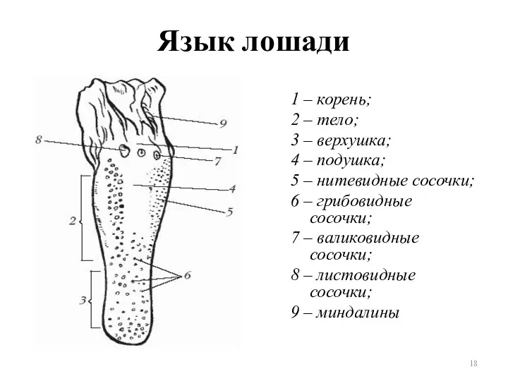 Язык лошади 1 – корень; 2 – тело; 3 –