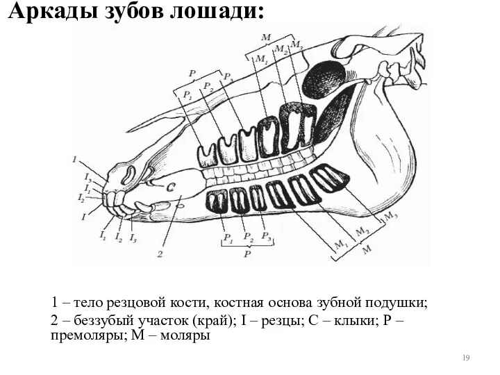Аркады зубов лошади: 1 – тело резцовой кости, костная основа