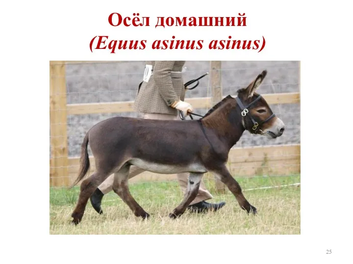 Осёл домашний (Equus asinus asinus)