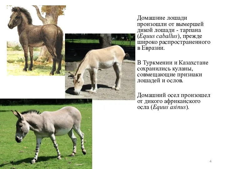 Домашние лошади произошли от вымершей дикой лошади - тарпана (Equus