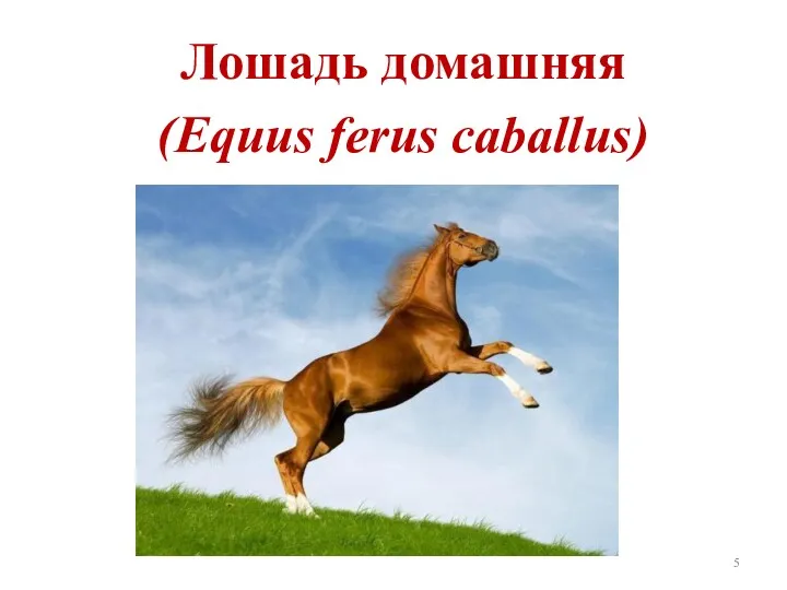 Лошадь домашняя (Equus ferus caballus)