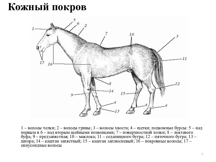 Кожный покров 1 – волосы челки; 2 – волосы гривы;