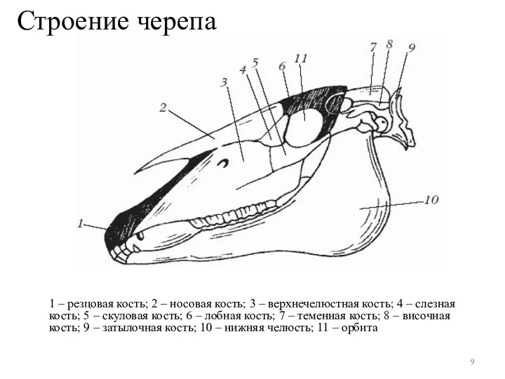 Строение черепа 1 – резцовая кость; 2 – носовая кость;