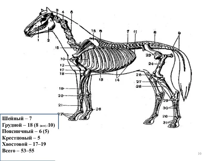 Шейный – 7 Грудной – 18 (8 (ист) /10) Поясничный