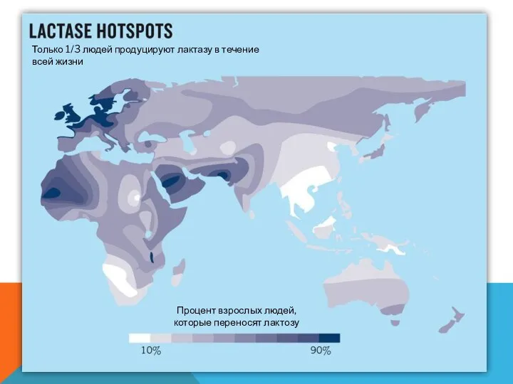 Процент взрослых людей, которые переносят лактозу Только 1/3 людей продуцируют лактазу в течение всей жизни