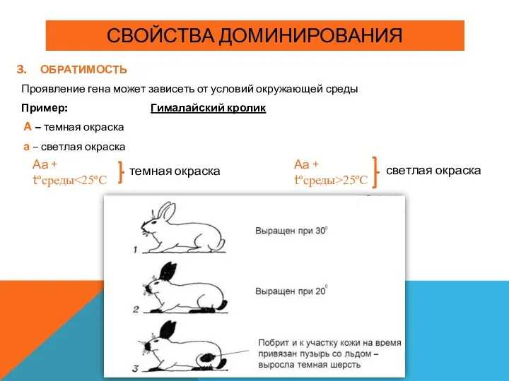 СВОЙСТВА ДОМИНИРОВАНИЯ ОБРАТИМОСТЬ Проявление гена может зависеть от условий окружающей