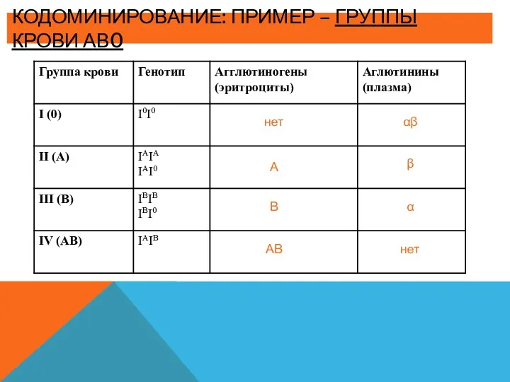 КОДОМИНИРОВАНИЕ: ПРИМЕР – ГРУППЫ КРОВИ АВ0 нет нет αβ β α А В АВ