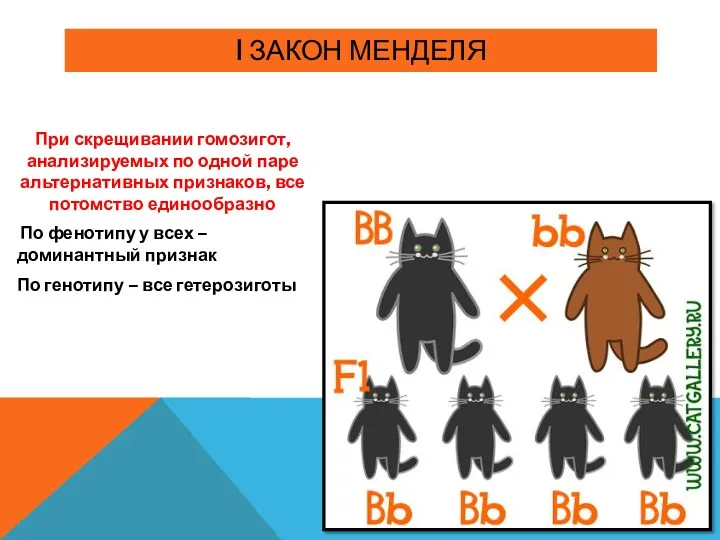 I ЗАКОН МЕНДЕЛЯ При скрещивании гомозигот, анализируемых по одной паре