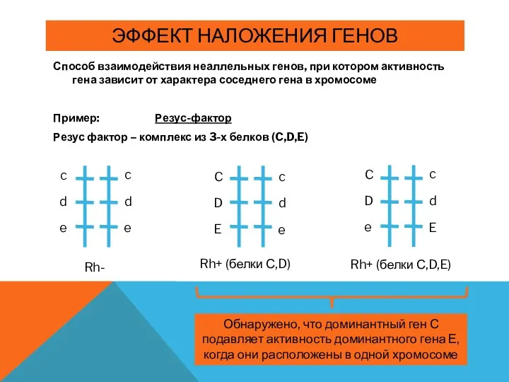 ЭФФЕКТ НАЛОЖЕНИЯ ГЕНОВ Способ взаимодействия неаллельных генов, при котором активность