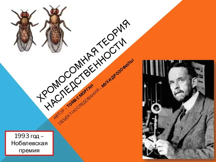 ХРОМОСОМНАЯ ТЕОРИЯ НАСЛЕДСТВЕННОСТИ АВТОР – ТОМАС МОРГАН ОБЪЕКТ ИССЛЕДОВАНИЯ –