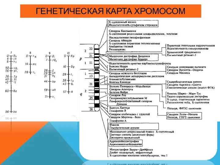 ГЕНЕТИЧЕСКАЯ КАРТА ХРОМОСОМ